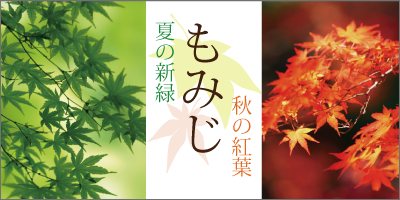もみじ